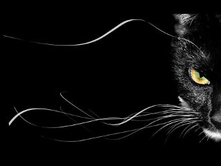 blackcat0001