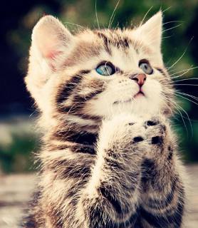 kitten