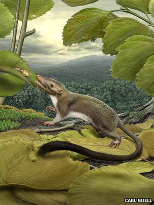 Earliest mammal