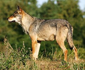 294px-Scandinavian_grey_wolf_Canis_lupus